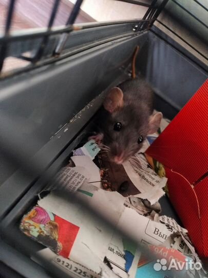 Крыса Дамбо