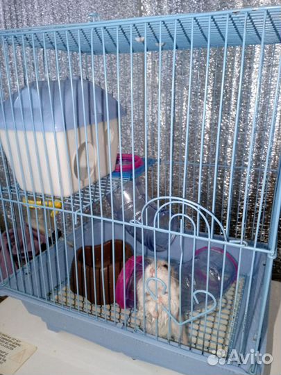 Хомячок с клеткой