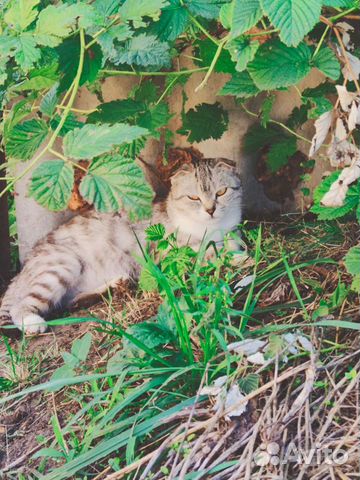 Котята в добрые руки бесплатно