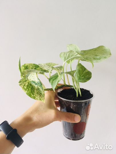 Эпипремнум (сциндапсус) Марбл Квин