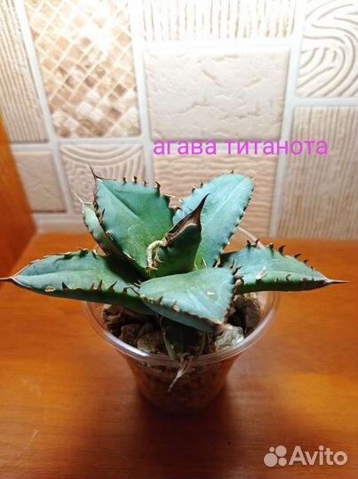 Агава разные сорта