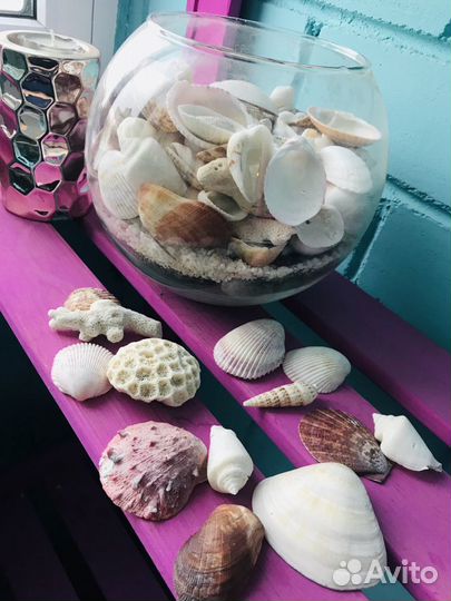 Морские ракушки раковины