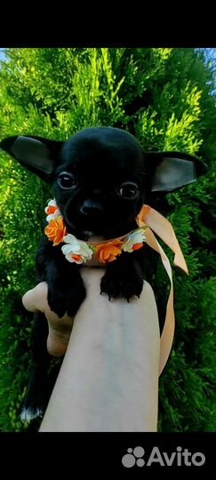 Щенки чихуахуа