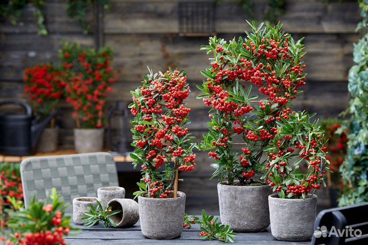 Пираканта Шарлаховая, разные цвета, семена