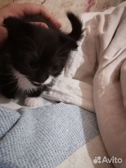 Котятки. 2 месяца