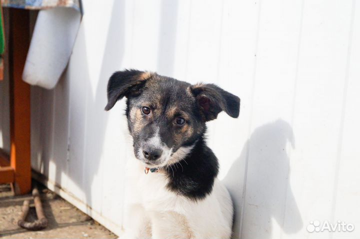 Ищет дом щенок не крупной Собачки Нелли