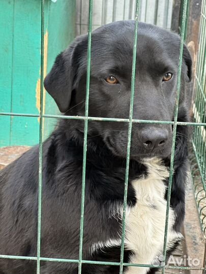 Собака+варьер