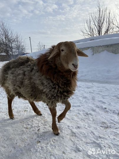 Курдючные бараны