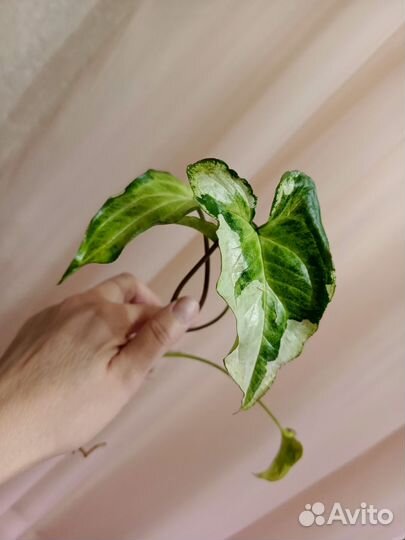 Сингониумы сортовые