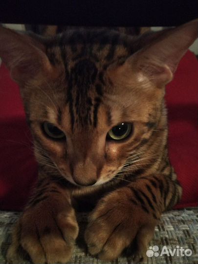 Бенгальский кот вязка