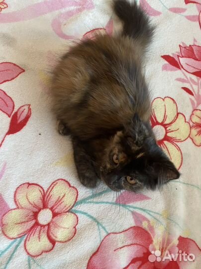 Кошечка помесь Мейн-кун