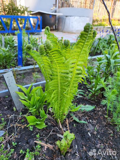 Папоротник