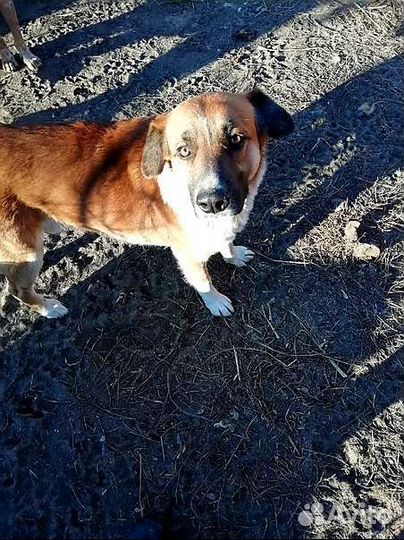 Собака стерилизованная