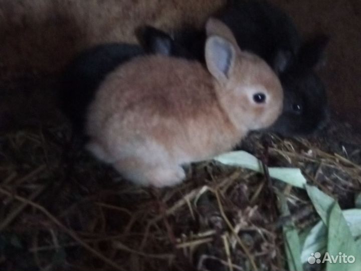 Кролик декоративный Вязка