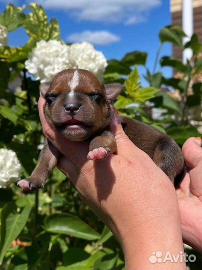 Щенки стаффордширского бультерьера