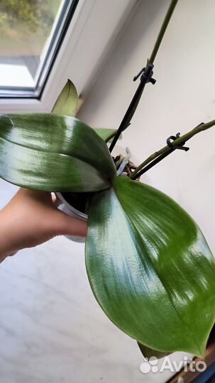 Орхидея фаленопсис Spider Bronze Maiden