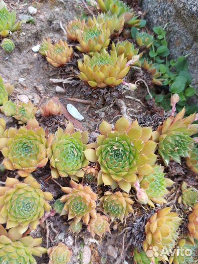 Молодило, каменная роза, камнеломка, очиток едкий