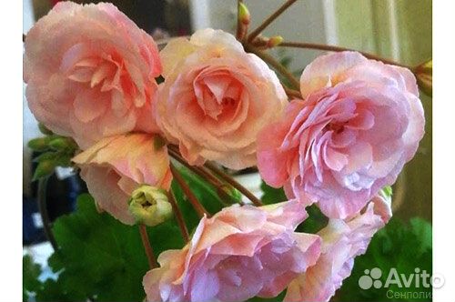 Черенки пеларгонии