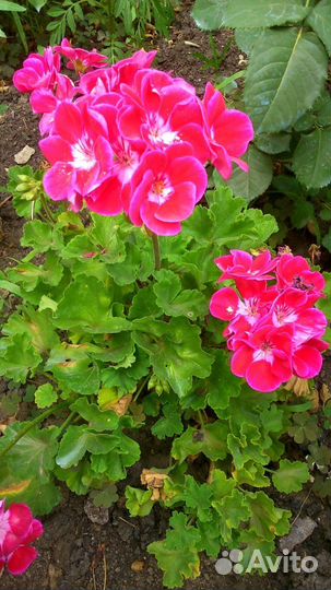 Герань сортовая