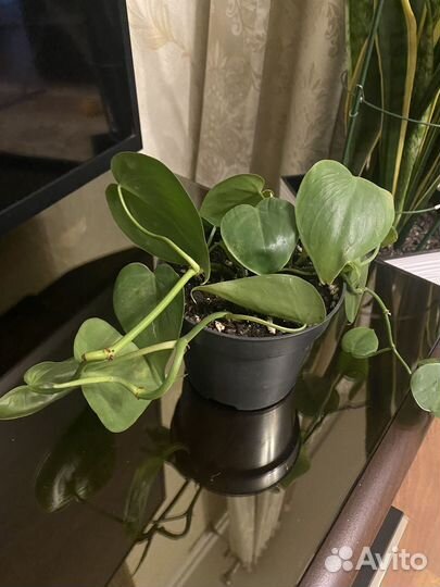 Филодендрон