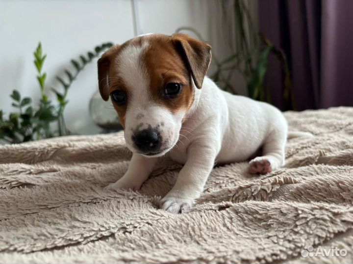 Щенки джек рассел терьер девочка