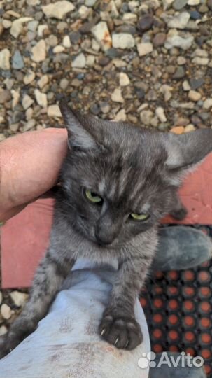 Кошка красавица подросток