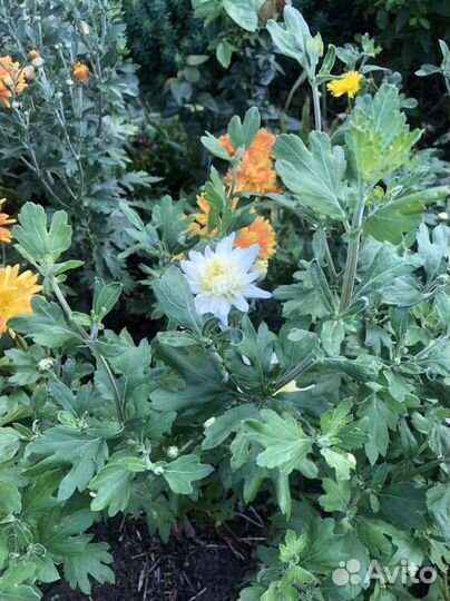 Хризантема