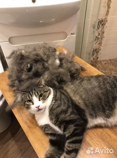 Стрижка собак. Грумминг. Тримминг. Вычес кошек