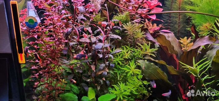 Растения для аквариума, домик для рыбок