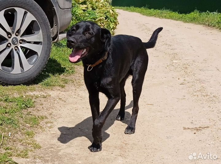 Щенок мальчик 11 мес., отдам