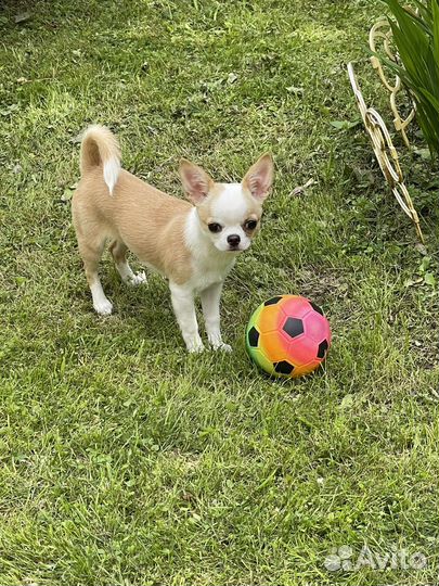 Щенки чихуахуа