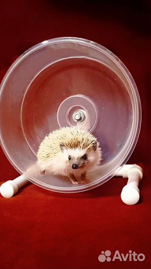 Беговое колесо для ежей