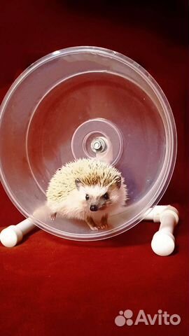 Беговое колесо для ежей