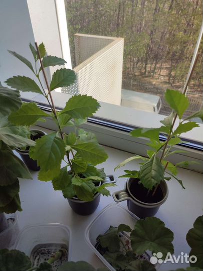 Пеларгония герань фиалка Берёзка Каланхоэ