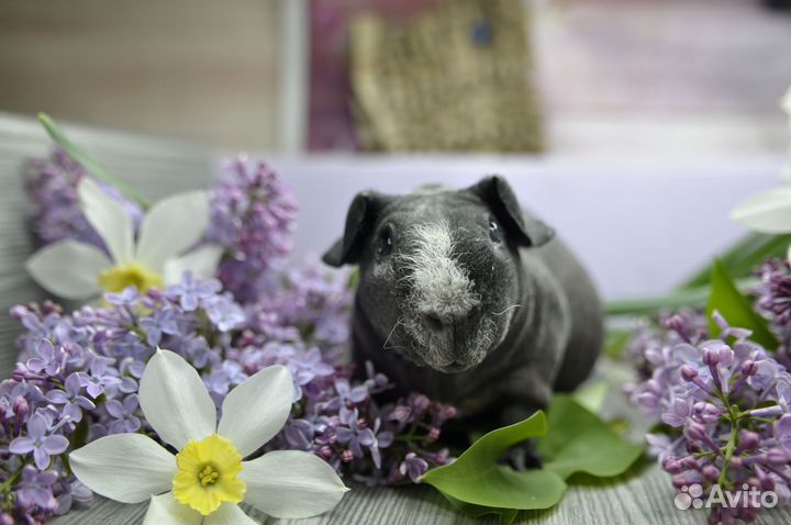 Морская свинка скинни далматин