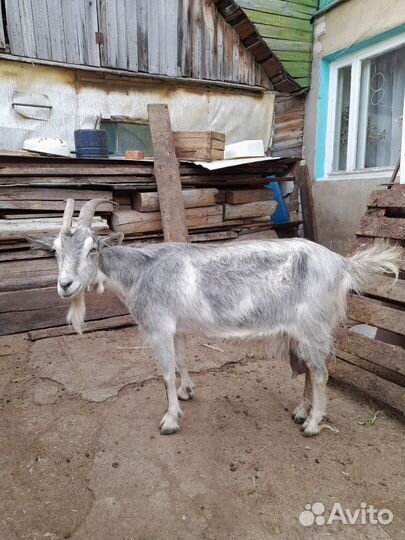 Козы дойные