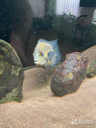 Малек уару клинопятнистый, 3-4 см