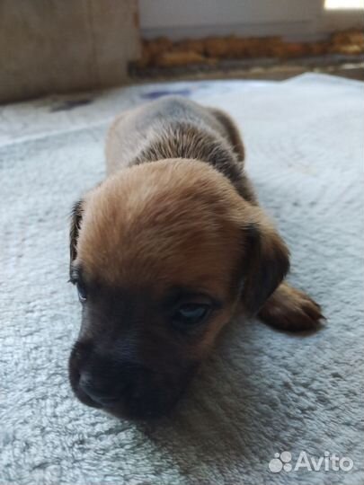 Французский бульдог щенки