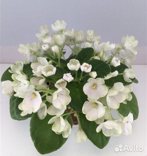 Минифиалки детки