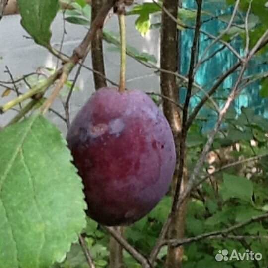 Саженцы сливы столовой