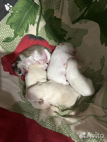 Щенки Помчи