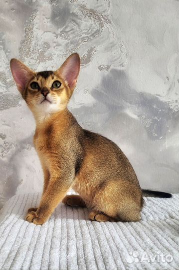 Абиссинская