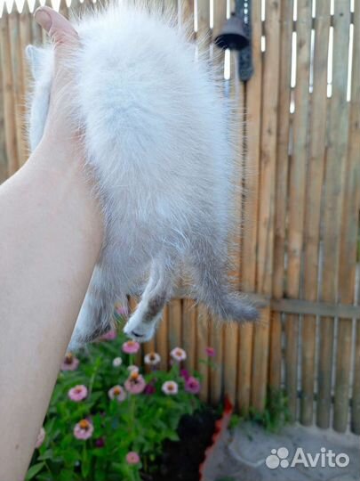 Котёнок в дар, обработан от блох, проглистован