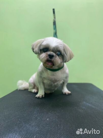 Стрижка собак и кошек