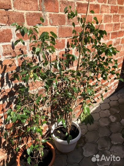 Фикус бенджамина