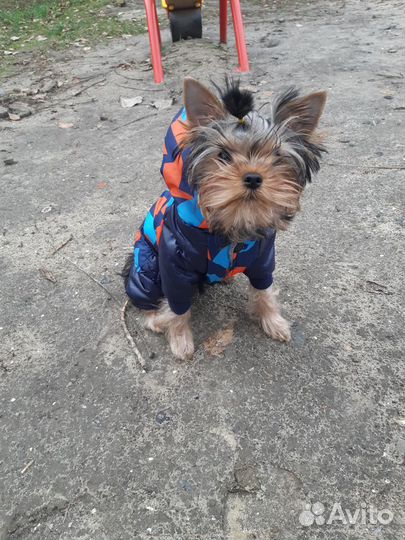 Комбинезон для маленькой собачки