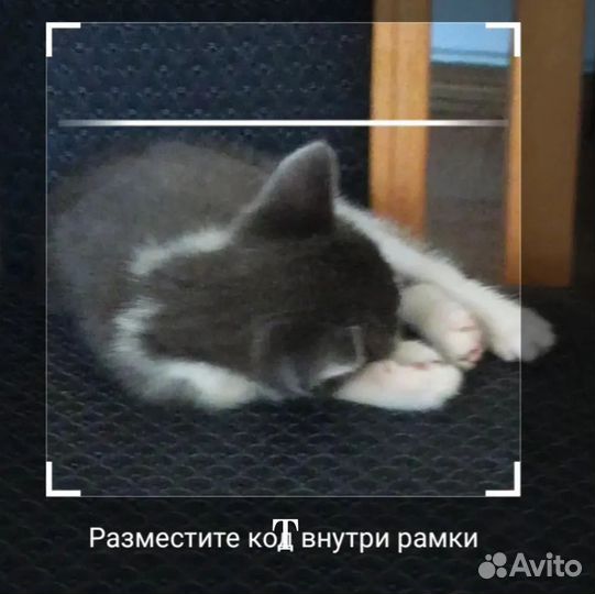 Котенок 1,5 месяца. Хрюня/Бибик