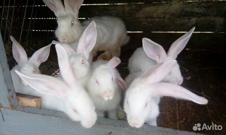 Кролики Белый серый великан