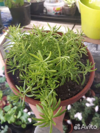 Очиток комнатный (седум)