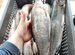 Рыба Сиг ладожский крупный охлажденный